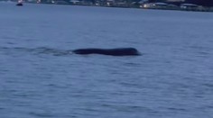 Lochnesskou příšeru mají už i v USA! Na jezeře natočili podivného tvora