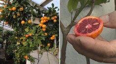 Nadšenec pěstuje ve skleníku citrusy z celého světa