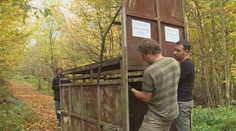 VIDEO: Past na medvěda nesklapla, stále je na svobodě