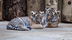 Pražská zoo poprvé představila malá tygřata! Jsou to dvojčata!