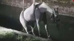 Italští hasiči v akci: Zachraňovali koně, který uvázl v kanále