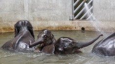 Slůňata v pražské zoo rostou jako z vody, starší už má kly! FOTO
