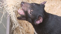 Darwinův kráter v pražské zoo. Tasmánští čerti mají nový domov