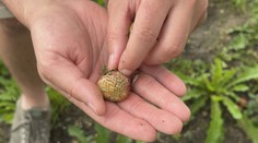 Jahodám se letos nedaří. Na vině je špatné počasí