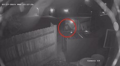 Kontejner s konopím přilákal medvěda. Snažil se ho ukrást. VIDEO
