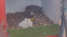 V hnízdě na komíně se vylíhla mláďata ohroženého sokola. Sleduje je webkamera