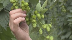 Zdraží pivo i pálenka? Úroda ovoce i chmelu je letos mizerná!
