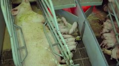 HRŮZA! Podívejte se, jak se ve velkochovu zachází se zvířaty. VIDEO
