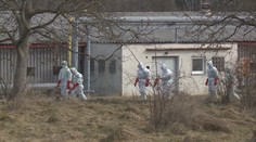 Ptačí chřipka je v osmi krajích, začalo vybíjení nakažených zvířat