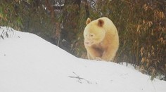 Nejspíš jediná svého druhu na světě! Čína se chlubí bílou pandou