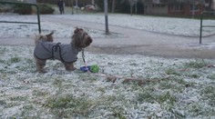 Psům nedělají rachejtle dobře. Experti radí, jak mazlíčkům na Silvestra pomoct