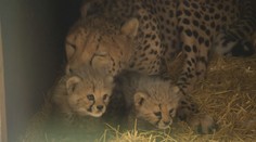 Jsou zvědavé a odvážné! Gepardice z polské zoo dělají všem jen radost