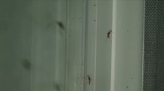Západonilská horečka v Itálii: Šance na nakažení je nízká, přesto znatelná, říká Černý