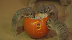 Olomoucká zoo připravila pro zvířata hostinu. Podávala dýně s červy a potkany