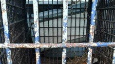 Tygři bojovali několik dní o život! Tři z nich jsou stále ve špatném stavu