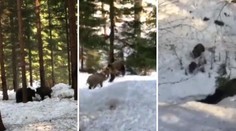 Muž natočil souboj medvěda a kance, teď celé setkání popsal