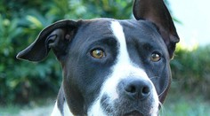 Pitbull roztrhal bezbrannou holčičku (1)! Rodiče ji s ním nechali samotnou v pokoji!