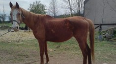 Otřesné záběry zubožených zvířat. Koně musela veterinářka utratit