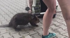 VIDEO: Do areálu televize se zatoulal zdatný bobr. Pryč se mu nechtělo