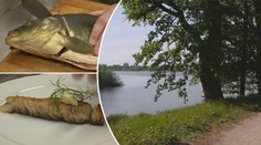 VÍKEND: Třeboňský kapr jako gastronomická specialita!