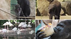 Ledové zmrzliny a sprchy! Takhle se chladí zvířata v pražské ZOO