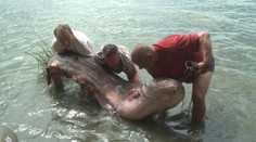 VÁLKA rybářů o obřího sumce: Zabít nebo pustit? ANKETA