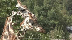 Zoo Jihlava má nové žirafy. Přivítání sledovaly stovky návštěvníků