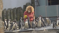 V Česku se uvolní opatření. Obchody i zoo se připravují na otevření
