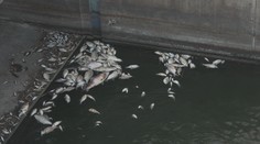 Kvůli sinicím uhynuly v Dyji desítky tun ryb. Je to katastrofa, říkají rybáři