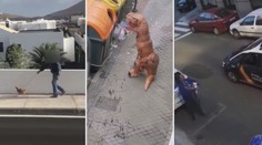 Zákaz vycházení, ven jen s mazlíčkem! Španělé tak venčí rybičky i slepici! VIDEO