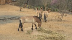 Koně Převalského se vrací do Prahy. Zoo otevřela novou expozici