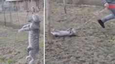 VIDEO: Kluk týral kočku, skoro ji oběsil! Byla to jen hra, tvrdí rodina