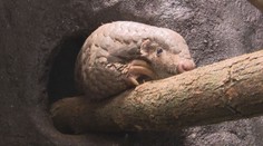 Luskounům konečně skončila karanténa. Pár z Tchaj-wanu je k vidění v pražské zoo