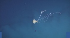 Vzácný hlavonožec byl poprvé spatřen v australských vodách