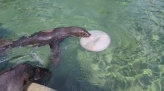 Z úspěchů olympioniků se stylově radují i lachtani v pražské zoo