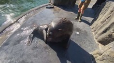 Pražská zoo pláče. Krátce po svých narozeninách uhynul oblíbený lachtan Meloun