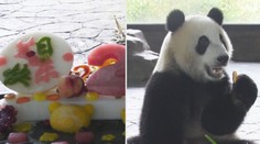 Speciální oslava pro chundelaté pandy. Radost měly hlavně z dortů
