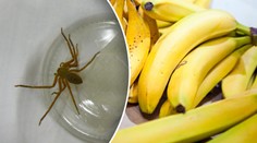 Muže z Ostravy vyděsil exotický pavouk. Vyskočil na něj z banánů!