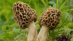 Rostou u vás na zahradě smrži? Houbám se daří a můžete na nich dost vydělat
