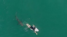 Surfař v Austrálii unikl smrti jen o vlásek. Zachránil ho dron! VIDEO