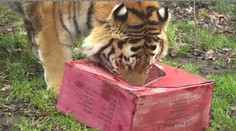 Vánoce mají i zvířata v zoo, takhle si dárky rozbalili tygři! VIDEO