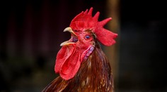 Kokrhání schváleno! Zvuky i pachy venkova chrání nyní ve Francii zákon