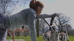 VIDEO: V Anglii cvičí jógu s lemury. Pojmenovali ji lemoga!