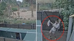 Australská zoo lákala na zvířata, ale pozornost si získal ošetřovatel