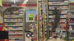 Žena vyrazila do obchodu. Stejný nápad měl i dvoumetrový varan