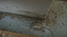 Obchod připomínal myší hnízdo, inspektoři ho zavřeli