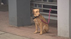 Paní Vlasta chce ohromit svět. Vynalezla speciální psí čekárnu
