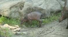 Jihlavská zoo ukázala nový přírůstek, vzácné prasátko z Asie