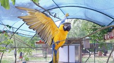Papouškům v zoo šlo o život! Muž přelezl zábranu a krmil je sušenkami