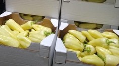 Inspektoři odhalili nebezpečnou papriku v Penny Marketu. Byla plná pesticidů